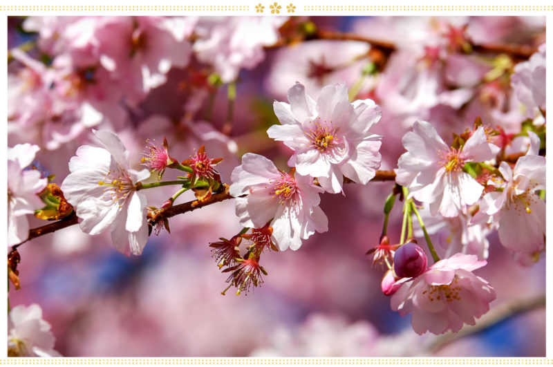 flowers