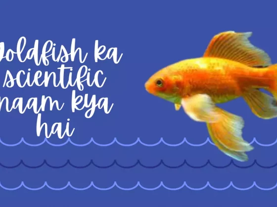 Goldfish Ka Scientific