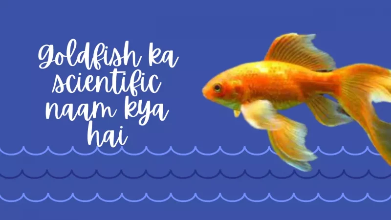 Goldfish Ka Scientific